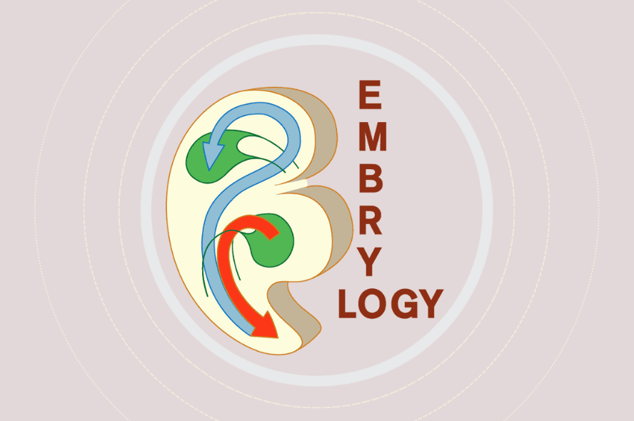 Embryology